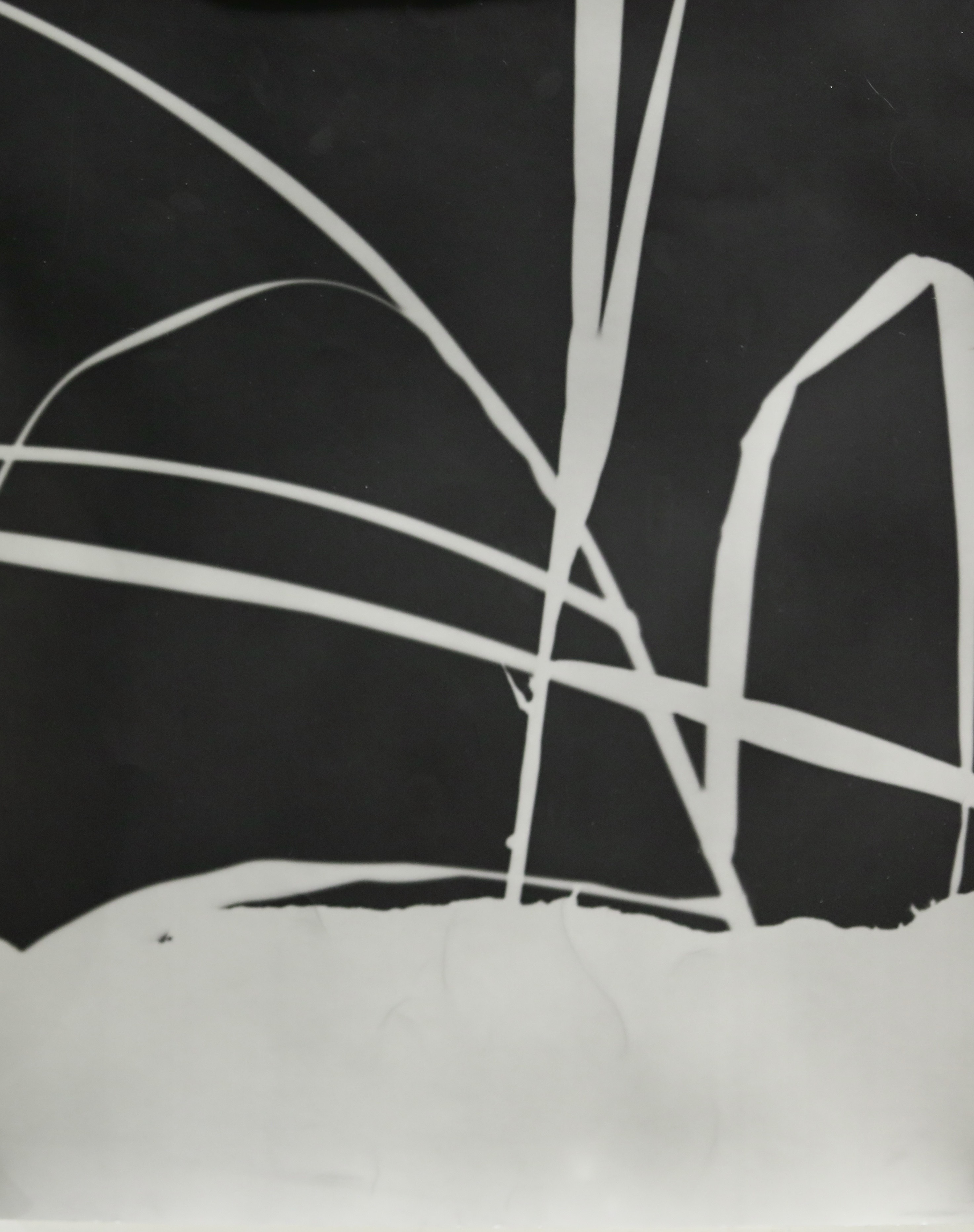Renee Royale, Shadows of IslandBedBody, 2024, Photogram, 11” x 14”, courtesy of the artist .jpeg