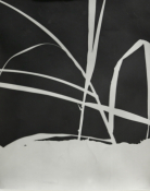 Renee Royale, Shadows of IslandBedBody, 2024, Photogram, 11” x 14”, courtesy of the artist 